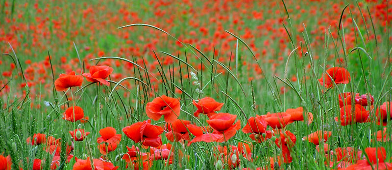Dove sono finiti i papaveri? Papaver rhoeas